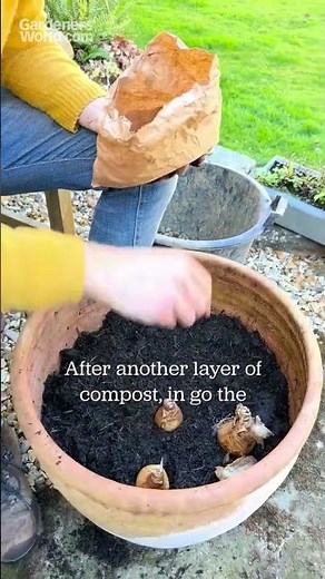 How to plant a bulb lasagne
