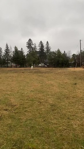 The Goofy Adventures of Pepper the Emu at Wacky Woods Farm