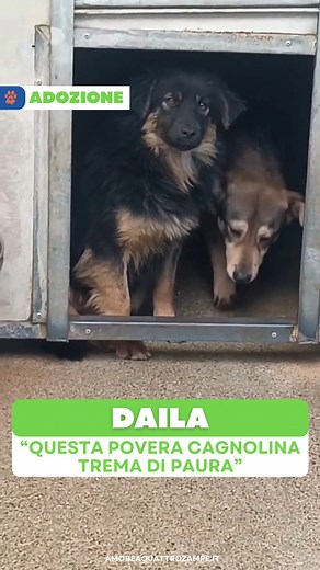 40K views · 920 reactions | Daila è arrivata circa un mese fa in un...