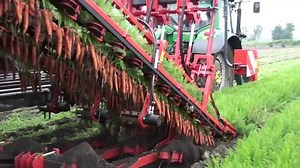 Carrots being mechanically harvested. | Homemade Recipes