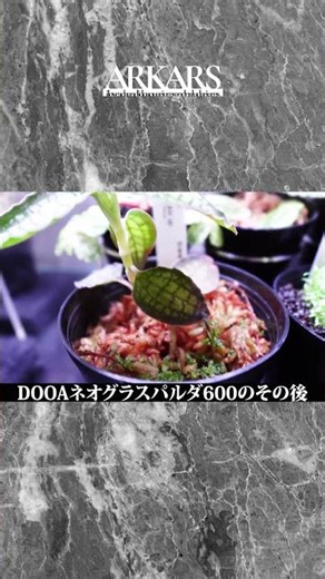 【ARKARS-SHORT】DOOAネオグラスパルダ600のその後