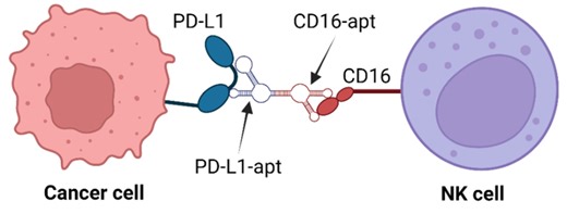 Computational Simulations of Bispecific Aptamers Targeting CD16  Natural Killer Cells and PD-L1  Cancer Cells