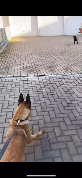 Dogs Playfully Interact in a Fun Outdoor Setting