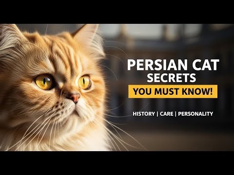 Persian Cat | History, Personality, Habits, Grooming & Love Bond | The Royal Beauty of the Cat World