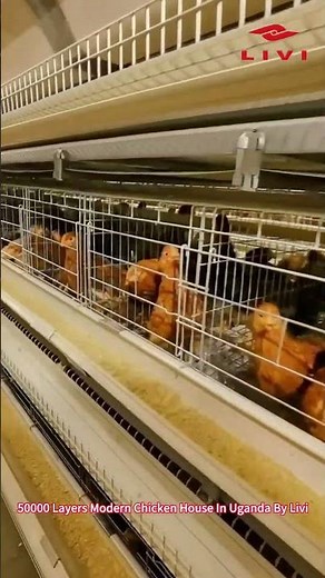 50,000 Layers Modern Chicken House with H-Type Cages in Uganda