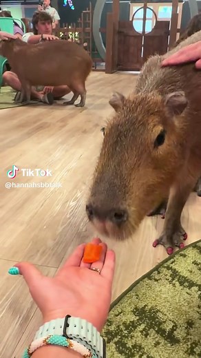 Capybara Cafe PCB: Wild Encounters Cafe capybara visit