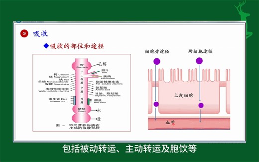 #吸收的部位和途径#消化和吸收#人体生理学#医学知识科普#每天学习一点点_哔哩哔哩_bilibili