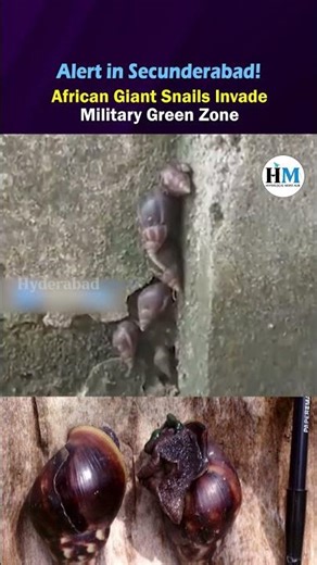 🚫🐌 African Giant Snails Cause Concern in Secunderabad #NewBowenpally #AfricanSnails #Wildlife