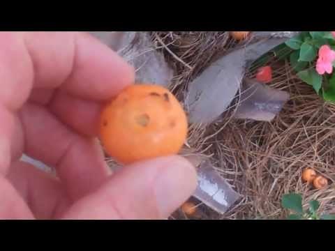Pindo Palms and their fruit. by Jim Walters 2012