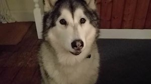 Incredible moment Chewbacca the talking dog says his owner's name