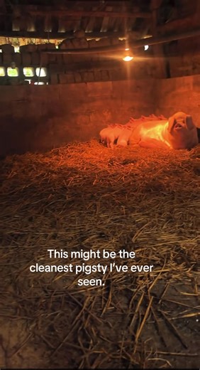 #piglets | pigs