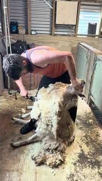 Smooth shearing Perendale ewe