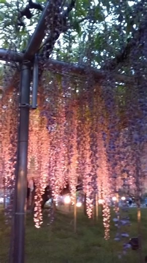 A-RA-SHI : Reborn - 嵐を使っているtake.seibi (@take.seibi)の動画