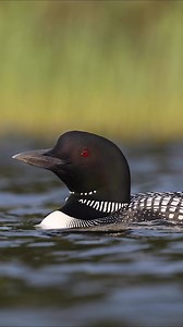 Common loon chick riding on moms back | Harry Collins Photography