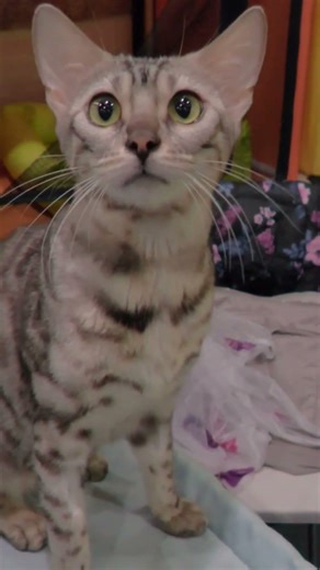 [RU] Moscow: Walking Tour [Bengal cat bans video footage / Panasonic HC-X1600]