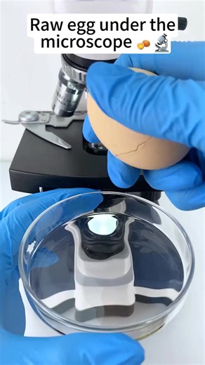Eggs at 400X look so cool!#microscope #tiktok #foryou #funnyvideos #bestvideo | Home Making II