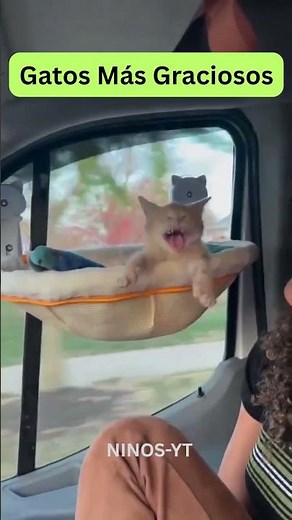 Los Gatos Más Graciosos de Internet! 😹🐾 No Podrás Dejar de Reír #shorts #cortos #gatos