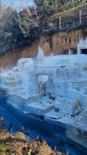 Oso polar del zoológico de Tennoji de la ciudad de Osaka en Japón
