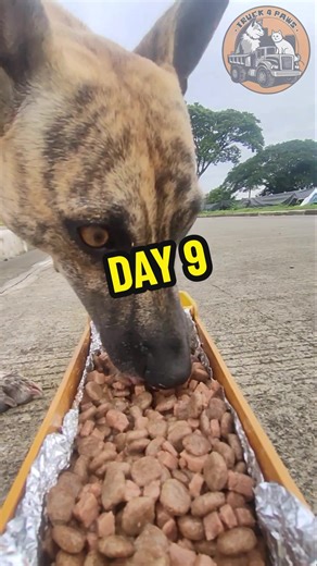 Stray Feeding Day 9: ASMR Dog Eating Food Video
