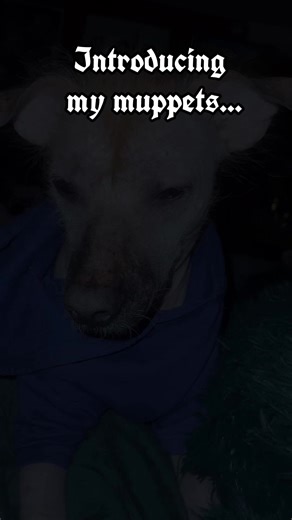 My Muppets #pawmychildren #foryoupage #dogsoftiktok #themuppets