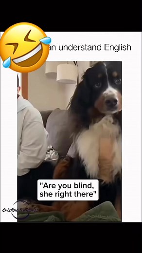 9.4K views · 163 reactions | Try not to laugh animal memes edition (Part 5)藍 . . . . #funnyreelsvideo #clips #funnyreels #memes #toofunny #memesdaily #funnyvideos #sofunny #reels #animals #dogs | Savage Memes | Facebook