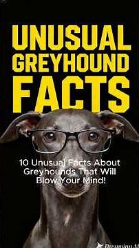 GREYHOUND FACTS 101 ✅ Fun Italian Greyhound Dog Breed Info Video! Top Puppy Training & Grooming Tips