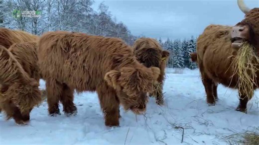 Highland Cattle Calves Are The Most Adorable And Cuddly Cows You Will Ever See
