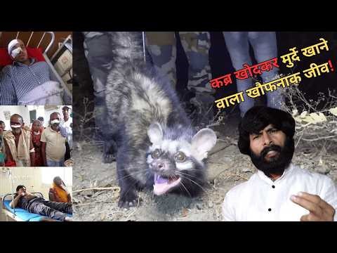 “मुर्दे खाने वाला रहस्यमयी जीव! अफवाह या सच्चाई? पूरा सच जानिए…”