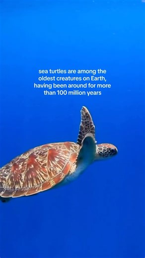 2.7K views · 75 reactions | There are three species of sea turtles that can be found in Canadian waters. Can you name them? ⬇️  Credit: Sebastian Hernandis/Jose Manuel Herrero | Oceana Canada | Facebook