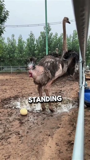 Why Do Farmers Catch Ostrich Eggs Before They Hit the Ground? 🥚😲