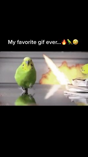 Explosion Gif Collection: Funny and Memorable Moments