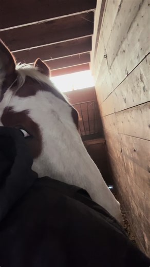 How mo feels about stall rest #fyp #stupidhorses #mosmith