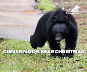 FRIDAY SMILE: Big paws, big brains, even bigger ideas 🐻 Moon bears are incredibly intelligent—they can figure out problems, use objects in creative ways, and adapt quickly to new ideas! This video of Christmas, one of our newly rescued moon bears, captured by our bear care team right before cleaning time, is proof of just how clever they are. Who knew a hessian sack could turn into a perfect brain game? 😉🐾 #AnimalsAsia #Bear #Rescue #Happy #HappyBear #FridaySmile | Animals Asia