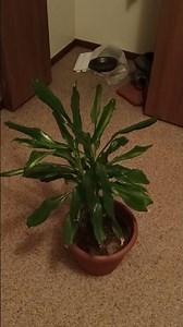 How To Have Fun As an Adult