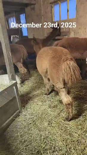 December 23rd, 2025 - Feeding alpacas Watch #live every day at 7:30 am ET on #Facebook or #Instagram @SamysAlpacaFarm You can help us look after them by • coming out for a farm visit • coming for a farm stay (sleepover) • shopping our webstore (you can even buy grain for them 😀) Check our website. www.samysalpacafarms.ca #alpaca #llama #alpacafarm #farmexperience #farmanimals #breakfast #goodmorning #justforthefunofit #alpacasforever #alpacaworld #December23 #airbnb #str #tourism #visitmiddlese