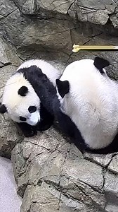 These pandastic videos will have you wanting to watch Smithsonian’s National Zoo and Conservation Biology Institute's Panda Cam 24/7 🥺 #NationalPandaDay #GP50 #Pandaversary #PandaStory | Smithsonian Channel