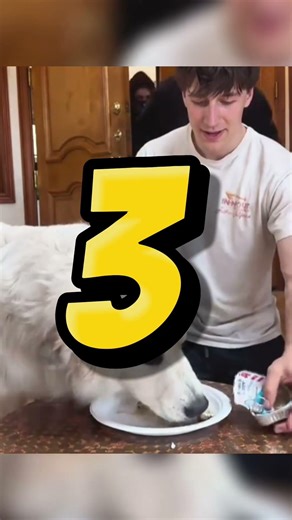 This Dog vs Intruder Reaction is TOO Funny 🤣” #dog #viral #funny