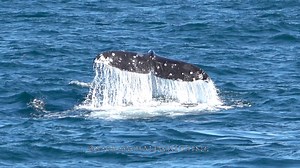 Watching Gray Whales as they migrate south to the breeding and mating grounds is always an amazing experience! It only happens for a few months out of the years so it is super special to see! Video taken February 10, 2023, during the afternoon ride, by Cheré @Moms Whale Watching. | Moms Whale Watching | Facebook