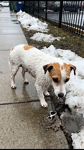 A snapped clip stuck in dirty slush. 💔 Check the comments. | Pawsitive Pooch Love