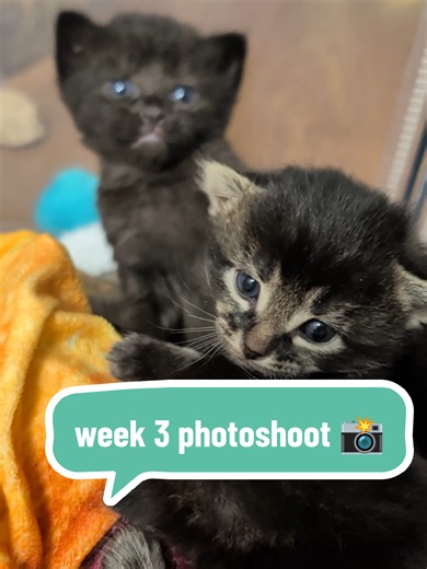 3-Week Kitten Photoshoot: Which Kitten Took the Best Picture?