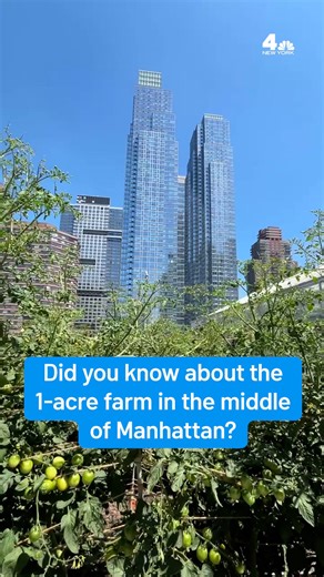 Right in the middle of Manhattan, a one-acre farm is busy generating tons of produce every day. And some of it gets donated to New Yorkers in need. We got an exclusive tour of the rooftop farm at the Javits Center. #nyc #midtown #produce #farm | NBC New York