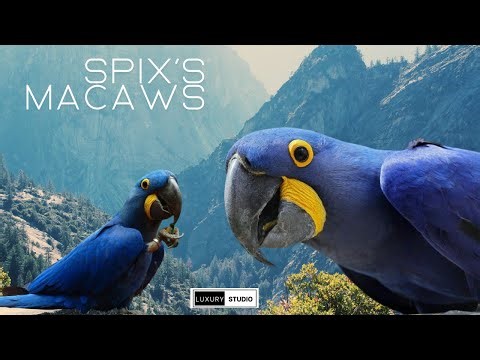 Rare Bird Spix's Macaw LIfespan and Cost In USA