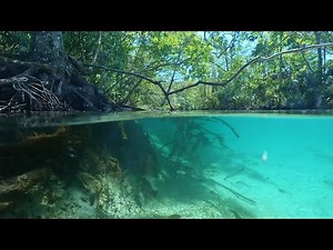 Hiking & Paddling the Weeki Wachee - Florida Gulf Coast