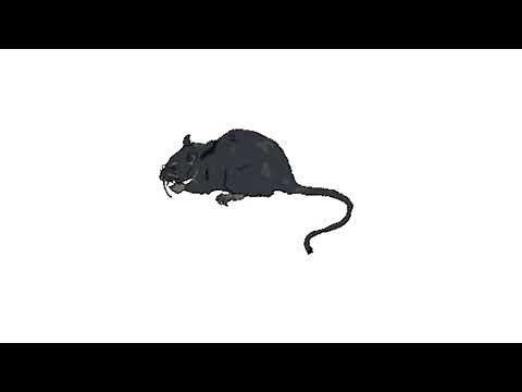 Rat Realistic Sound Effects | All Sounds Station