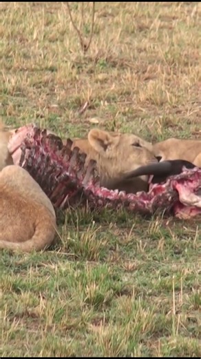 #MasaiMaraGameReserve #MaasaiMara #KenyanSafari #MagicalKenya #VisitKenya #Africa #Safari #Lion