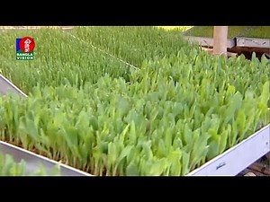 হাইড্রোপনিক পদ্ধতিতে গরু-ছাগল ও হাঁস-মুরগীর উন্নতমানের খাবার 'ফোডার' তৈরীর পদ্ধতি দেখুন