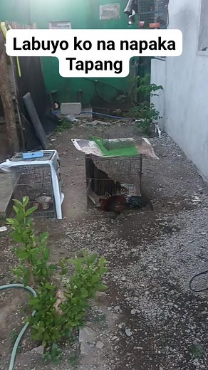 Labuyo | Palo Domingo