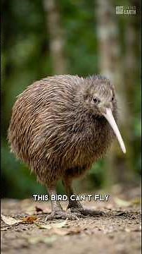 This Bird Looks Wrong | Kiwi