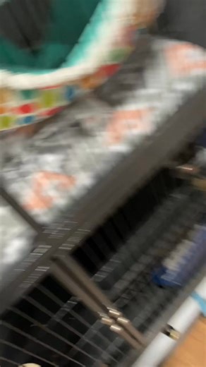 A little build up to the cutest snoozes you’ll ever hear #ferretsoftiktok #pet, #viral, #ferret #nature, #viralreels, #animals, #reels, #life #sleep #trending, #animal, #snoring | Ferret biyori