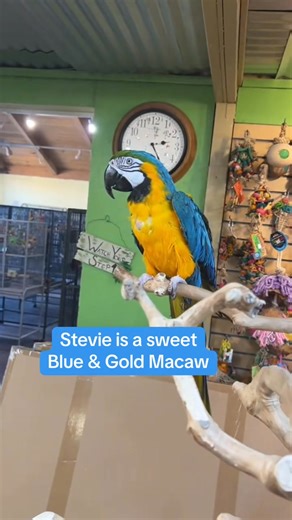 💙💛 Meet Stevie – The Blue & Gold Macaw Who Steps Right Up 💛💙 Species: Blue & Gold Macaw Gender: Female Age: Unknown Diet Favorite: Lafeber Hobby: Cardboard box enthusiast 📦 Manners: Friendly & steps right up Say hello to Stevie, a gorgeous Blue & Gold Macaw with vibrant feathers, a playful spirit, and excellent manners. Stevie is friendly, social, and steps right up, making interactions easy and enjoyable right from the start. She has a special love for cardboard boxes, which quickly turn i